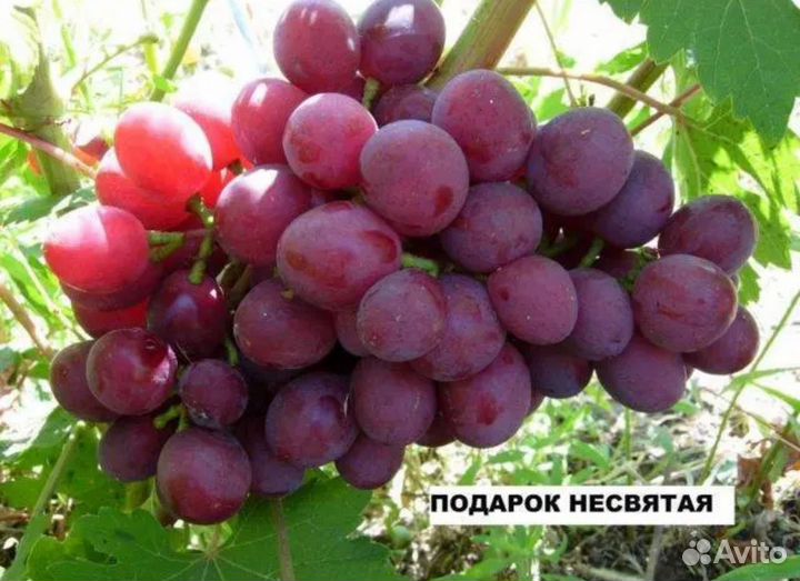 Череки винограда