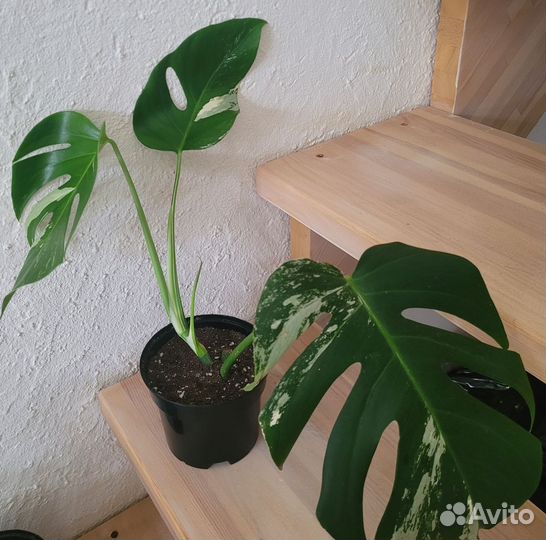 Монстера Альба