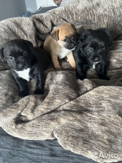 Отдам в добрые руки