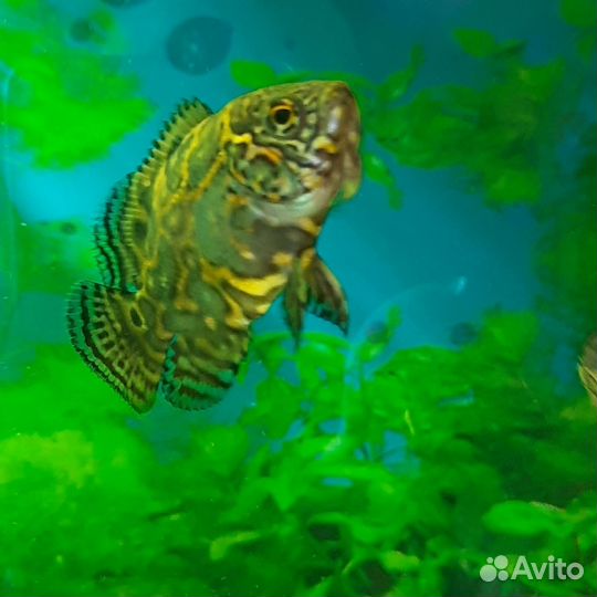 Астронотус (мальки)