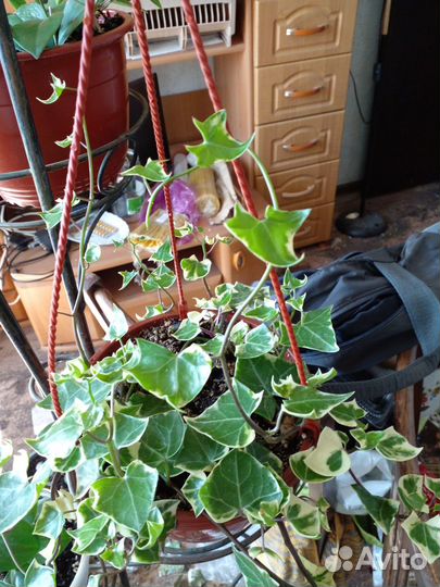 Крестовник крупноязычковый