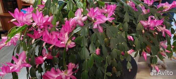 Цветок декабрист