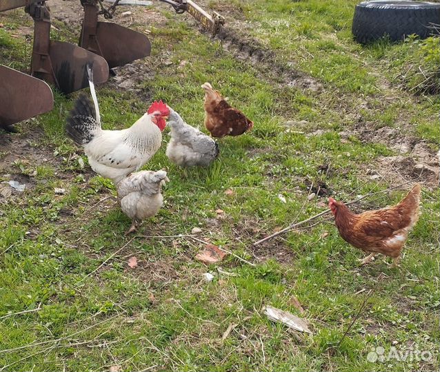Куры молодки несушки домашние