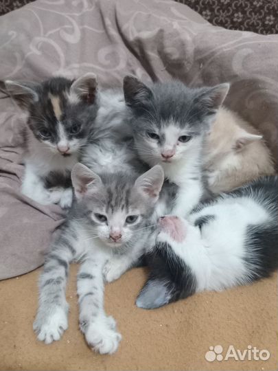 Отдам котят