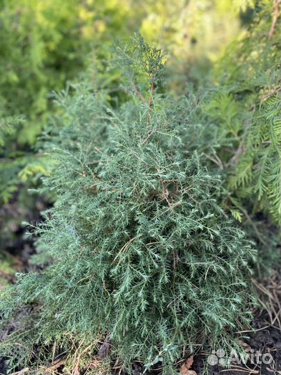 Туя вересковидная