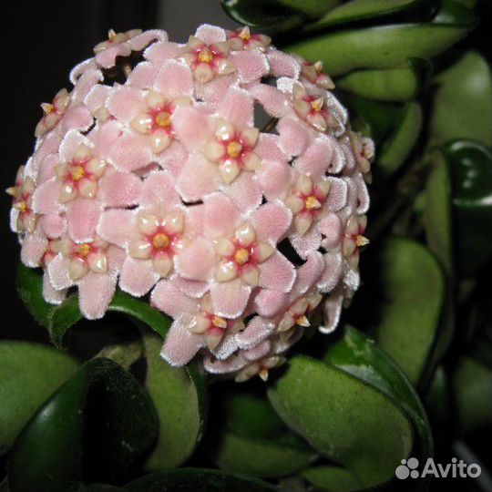 Хойя Карноза компакта