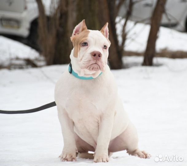 Собаки щенки