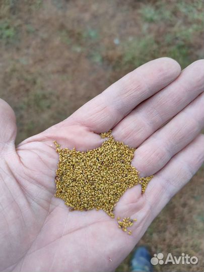 Семена люцерны