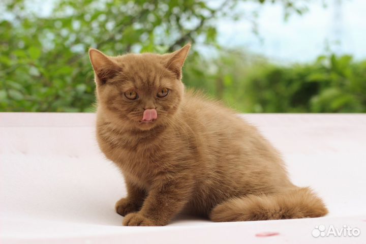 Британская