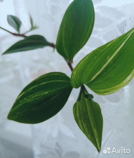 Традесканция, комнатные цветы