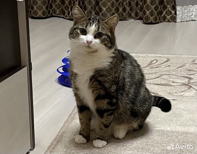 Котик Тимошка в добрые руки