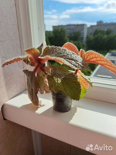 Эукодония Адель