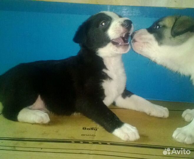 Щенки в добрые руки