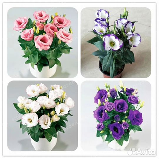 Рассада эустомы низкорослой и высокой