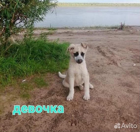 Щенки ищут дом