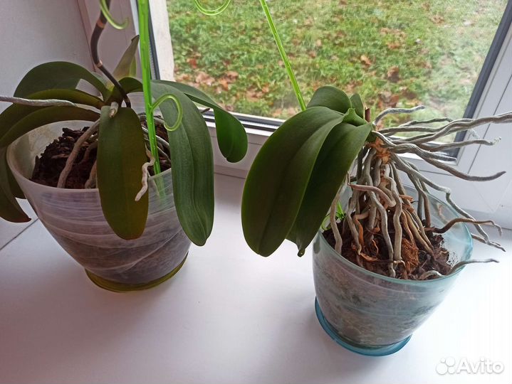 Орхидеи два экземпляра по 300