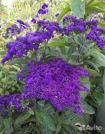 Гелиотроп Укорененные черенки. Перовския рассада