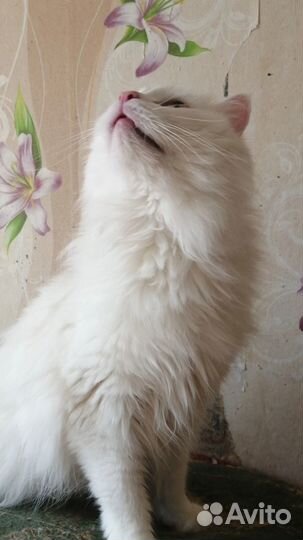 Котик Котя