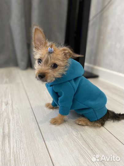 Одежда для маленьких собачек