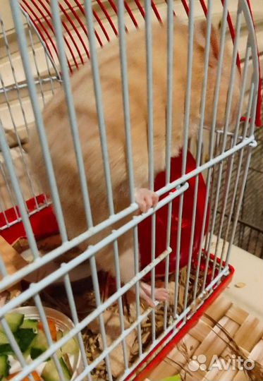 Сирийский хомяк