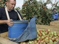 Рабочие на сбор яблок. Работа в Крыму