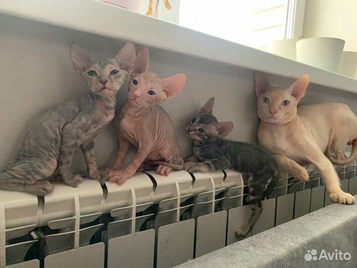 Донской сфинкс