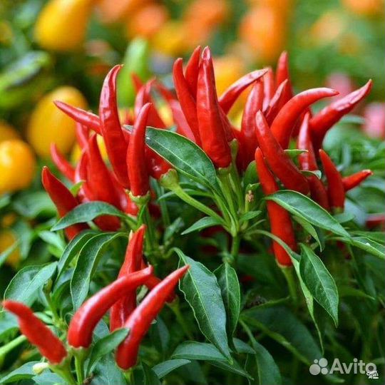 Перец чили вариегатный саженцы