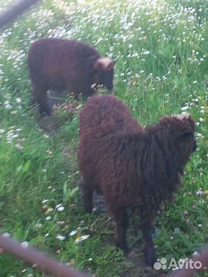 Овцы бараны