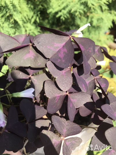 Кислица Оксалис куст