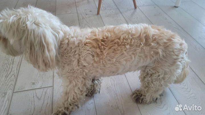 Маленькая собака