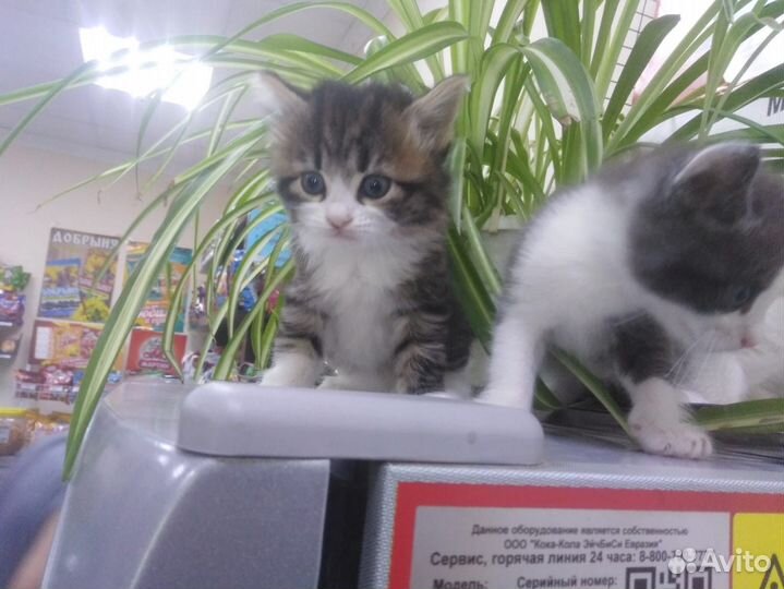 Котятки в добрые руки