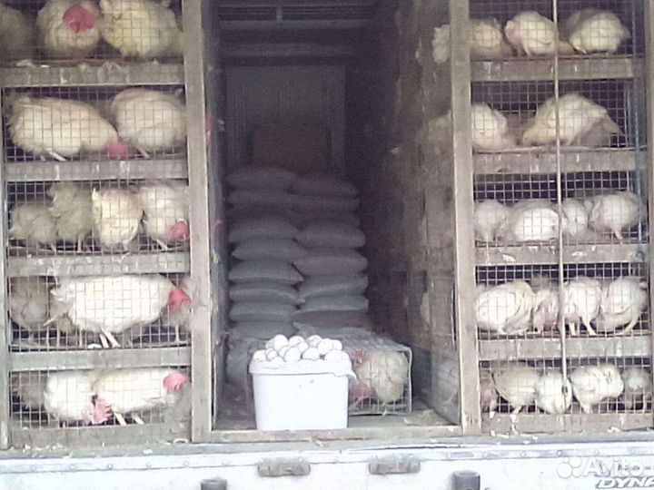 Курица несушка