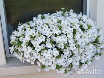 Вегетативная петуния, рассада овощей