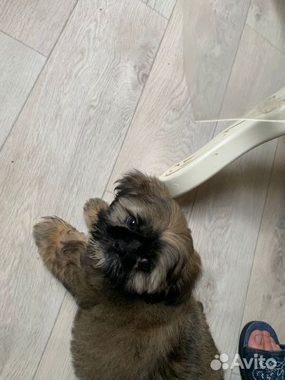 Собака Шицу