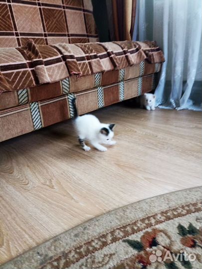 Милые котятки