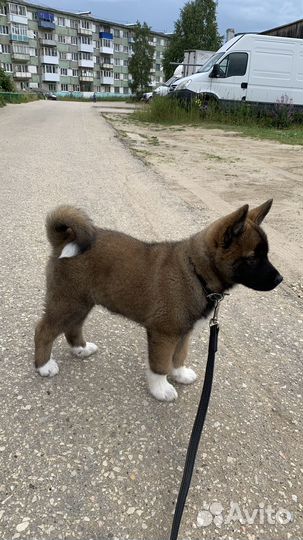 Щенок маламута