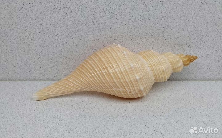 Хемифусус Туба 23,9 морская ракушка раковина