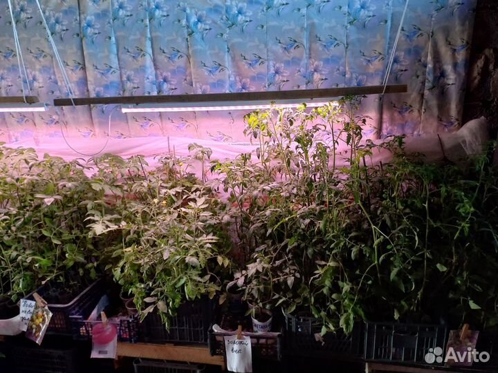 Рассада-Помидор-Перцев-Баклажанов-Кабачков-Огурцов