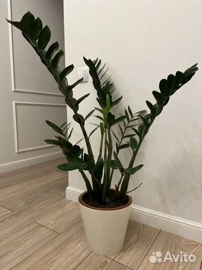 Замиокулькас