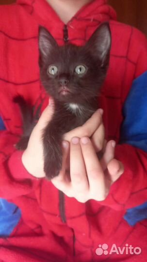 Котенок бесплатно