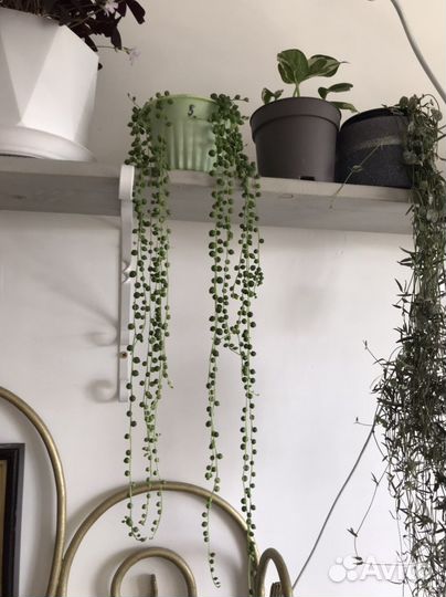 Крестовник Роули Геррейна