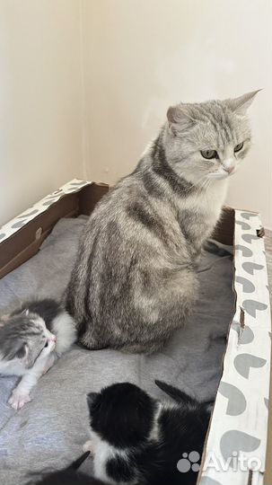 Белая кошка бесплатно