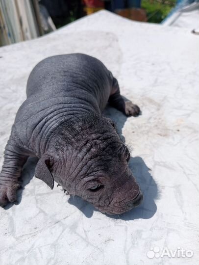 Чудо собачки щенки ксоло девочка и мальчик