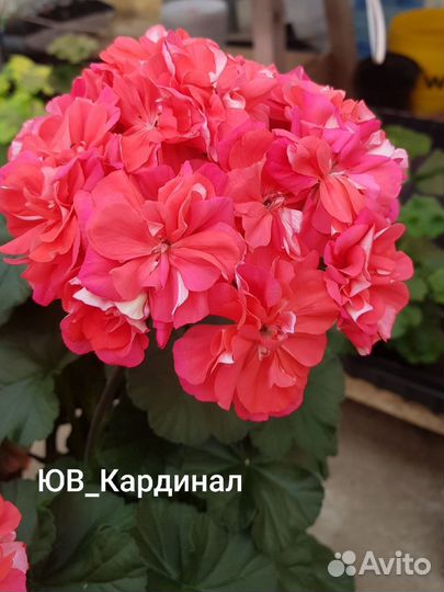 Пеларгония герань