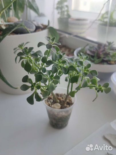 Суккуленты