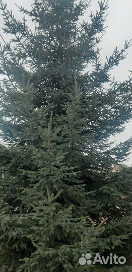 Ель голубая крупномер