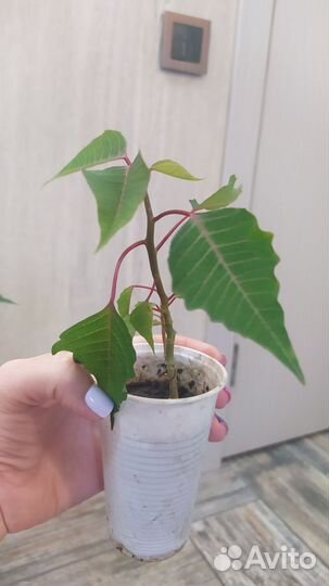 Пуансеттия (Рождественская звезда)