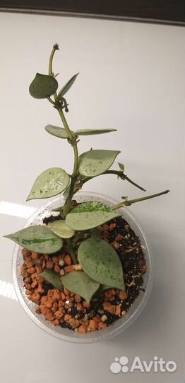 Хойя лакуноза супер эскимо