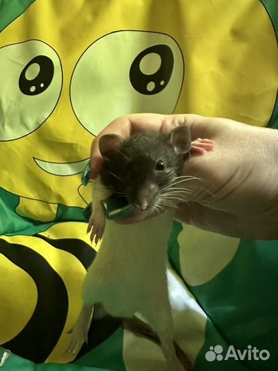 Декоративная крыса дамбо