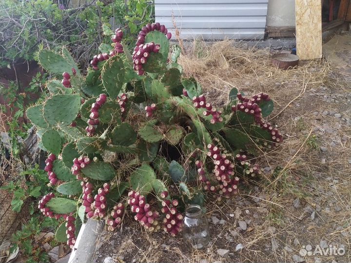 Кактус опунция